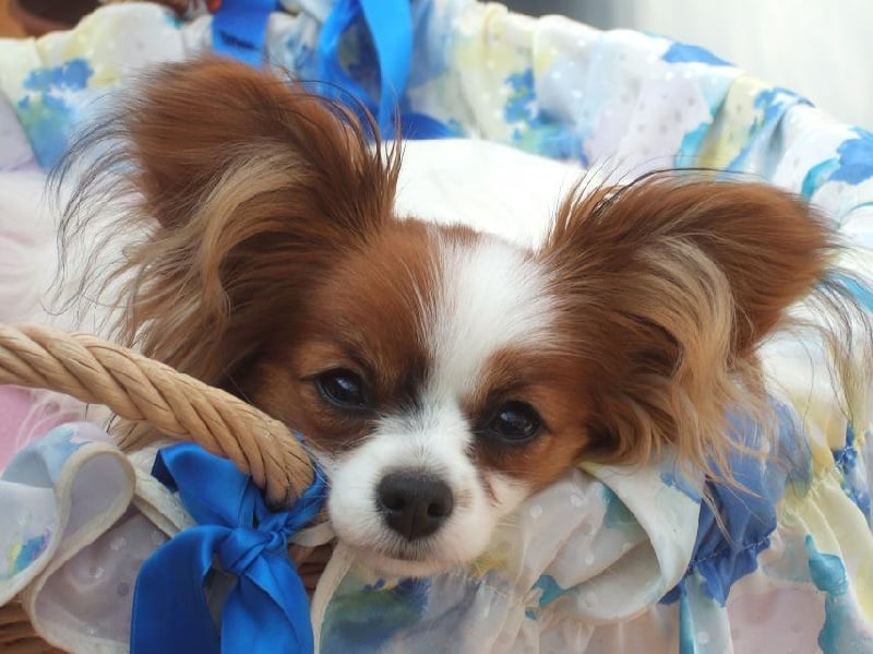 Flammea des lutins du clos des buddléias