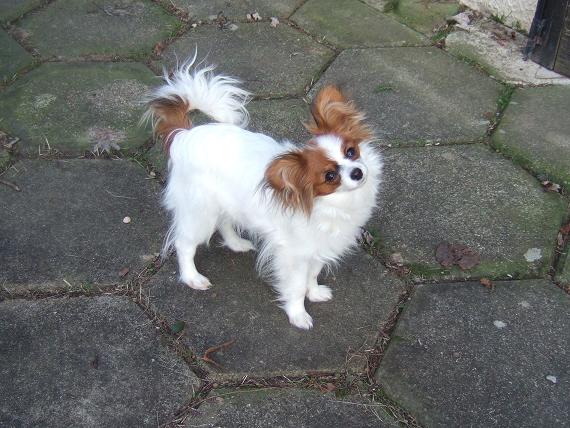 Flammea des lutins du clos des buddléias