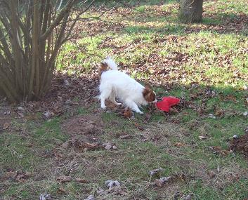 Flammea des lutins du clos des buddléias