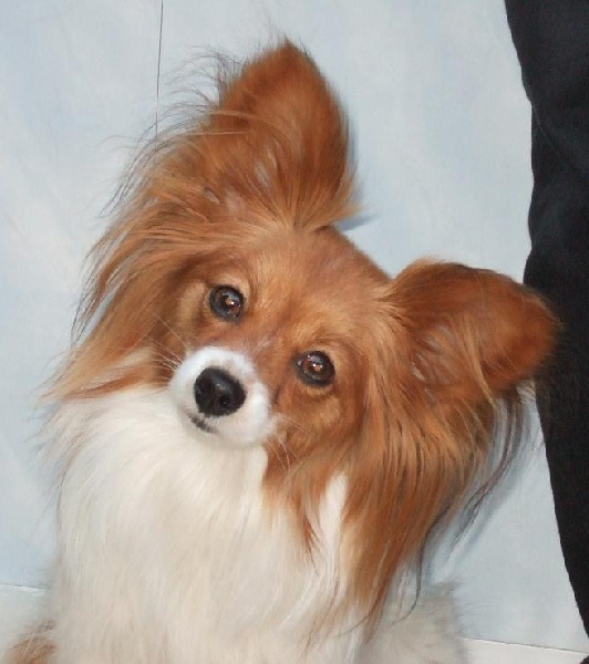 Chlosyne des lutins du clos des buddléias - 1er EXCELLENT CACS RCACIB