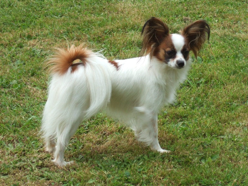 Dalie De la vallée des gentianes - 2ème EXCELLENT Classe JEUNE