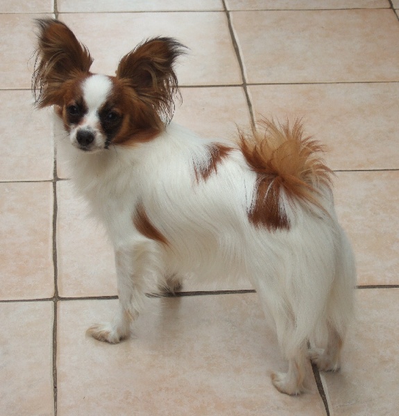 Dalie De la vallée des gentianes - 1er EXCELLENT Classe Jeune