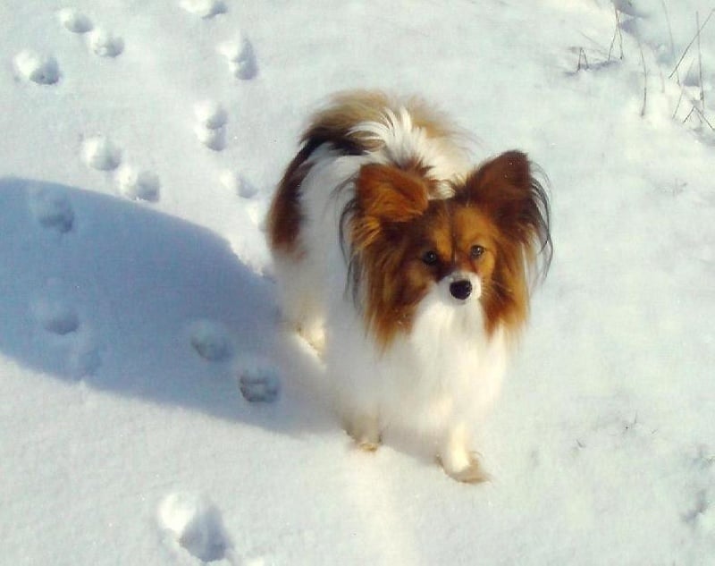 Chlosyne des lutins du clos des buddléias - 1er EXCELLENT CACS