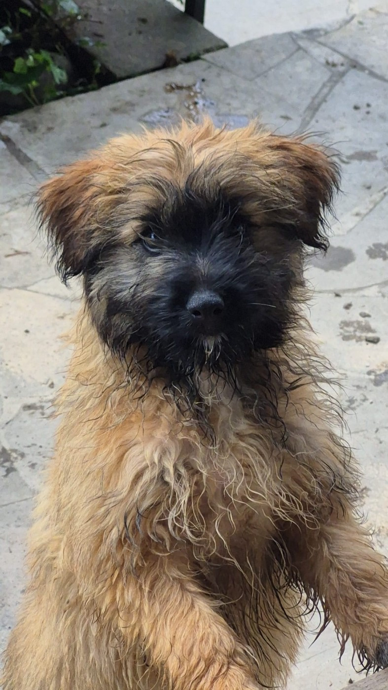 Chiot N°3