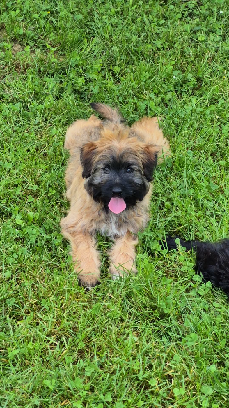 Chiot N°3