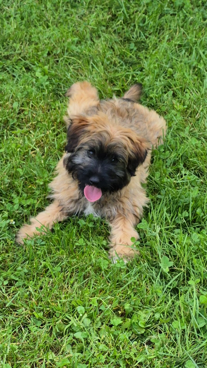 Chiot N°3