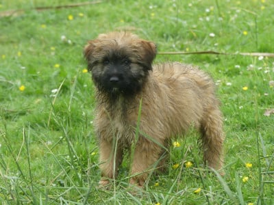 Les chiots de Berger des Pyrenees à poil long