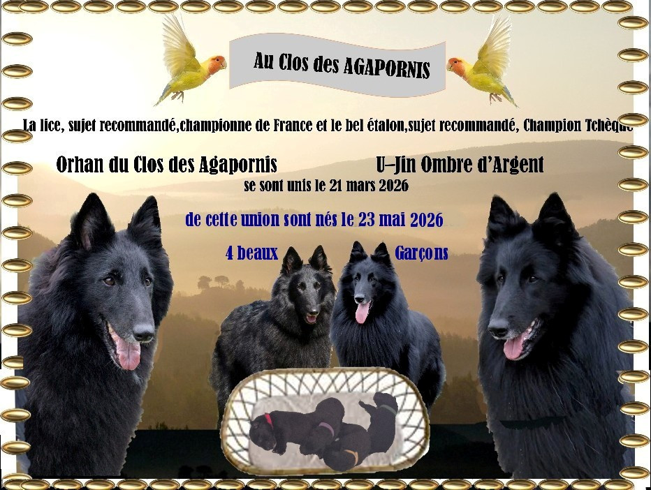 CHIOT 3 - Berger Belge