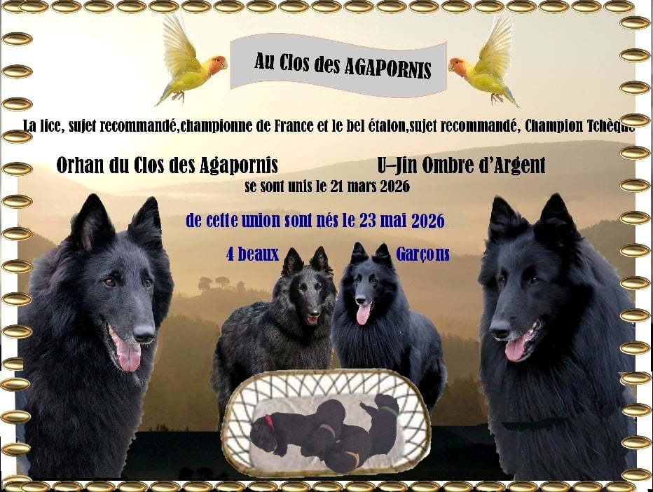 CHIOT 4 - Berger Belge