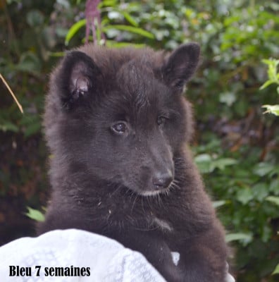 Les chiots de Berger Belge