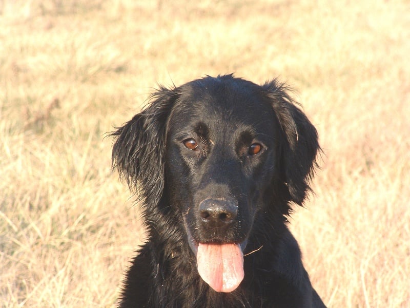 Publication : de la source aux Elfes