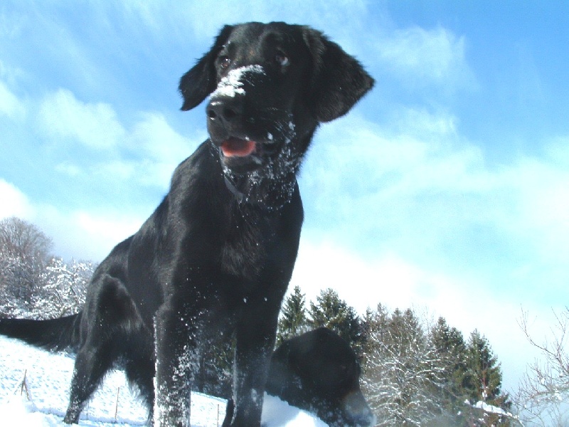 Publication : de la source aux Elfes