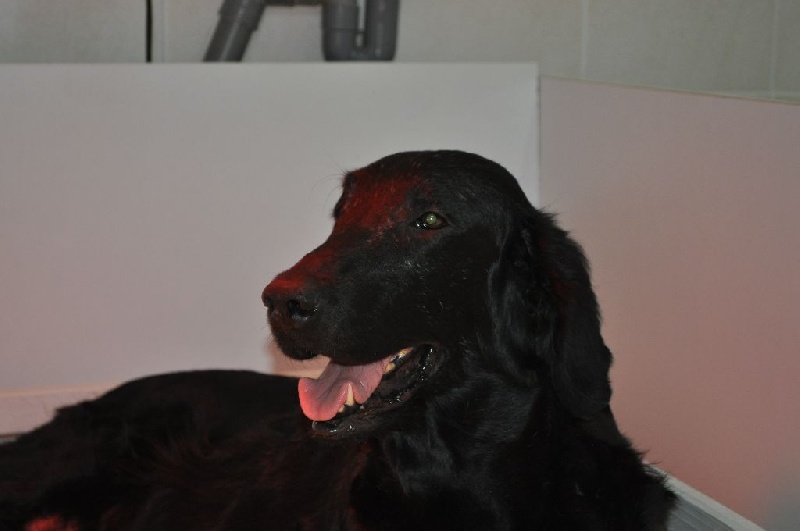 Publication : de la source aux Elfes