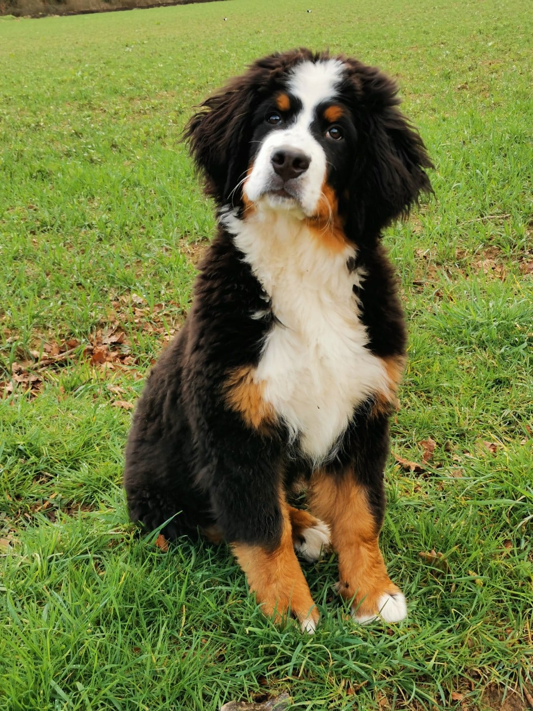 Publication : de Belle de Fontenelle