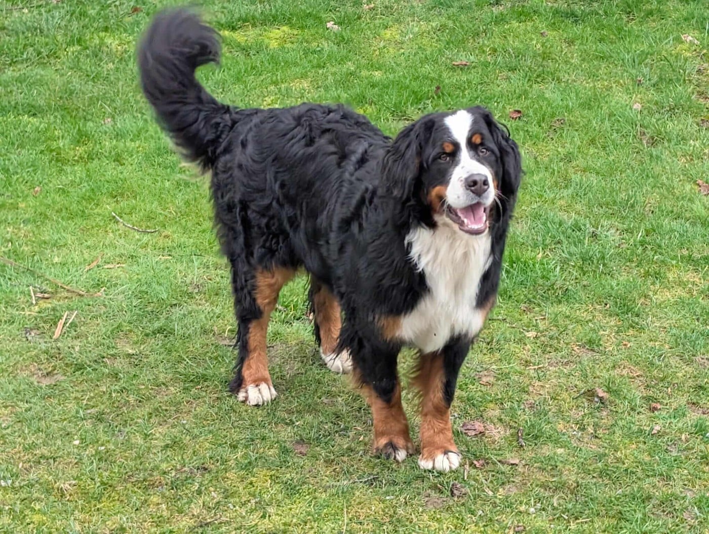 Publication : de Belle de Fontenelle