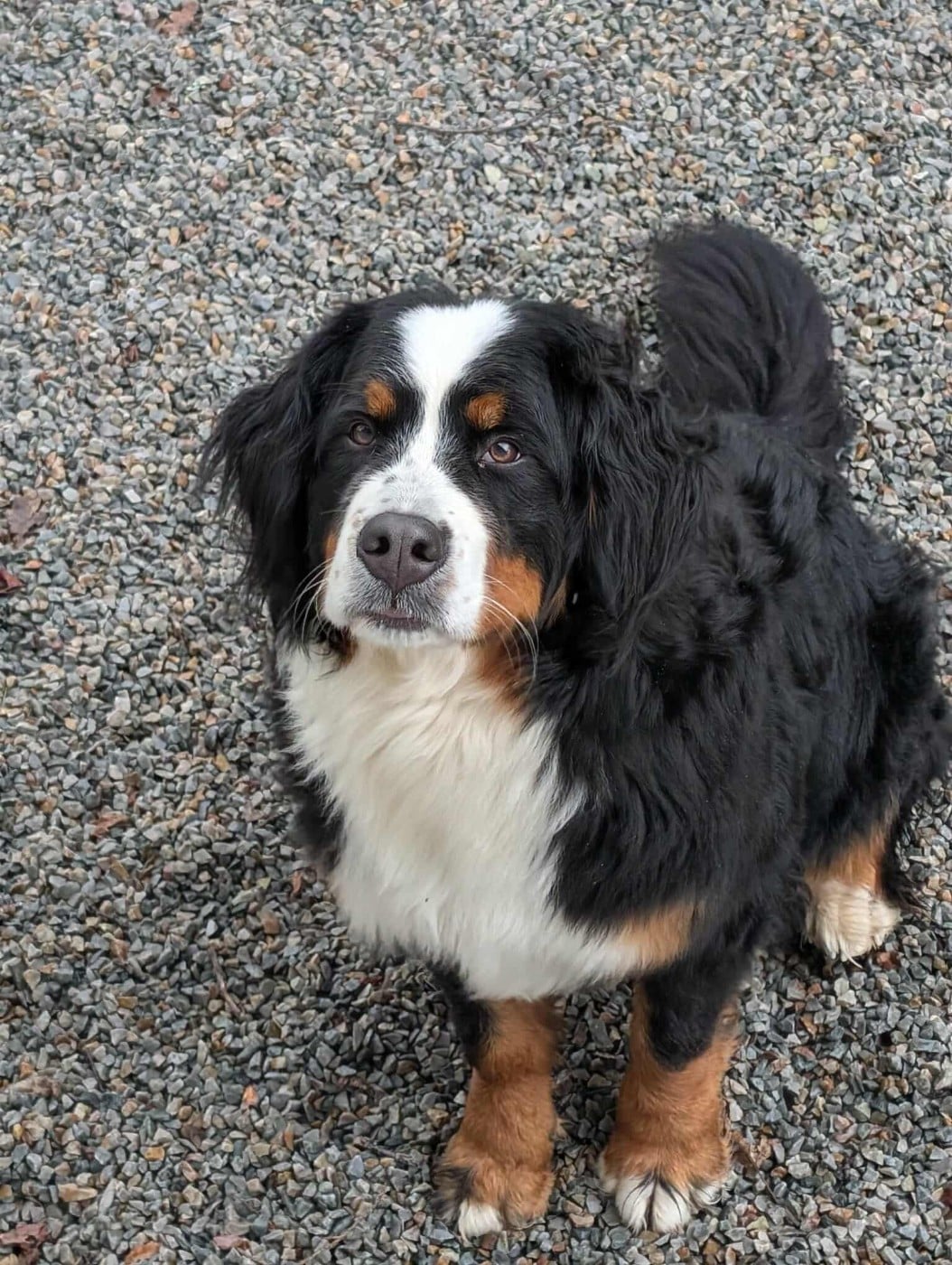 Publication : de Belle de Fontenelle