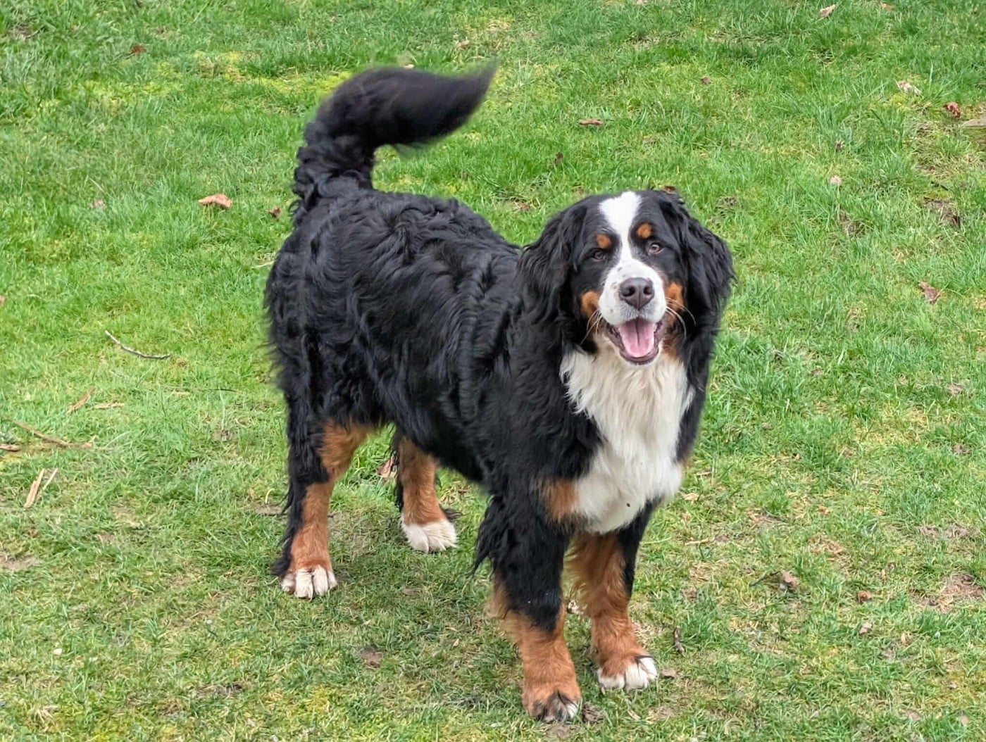 Publication : de Belle de Fontenelle