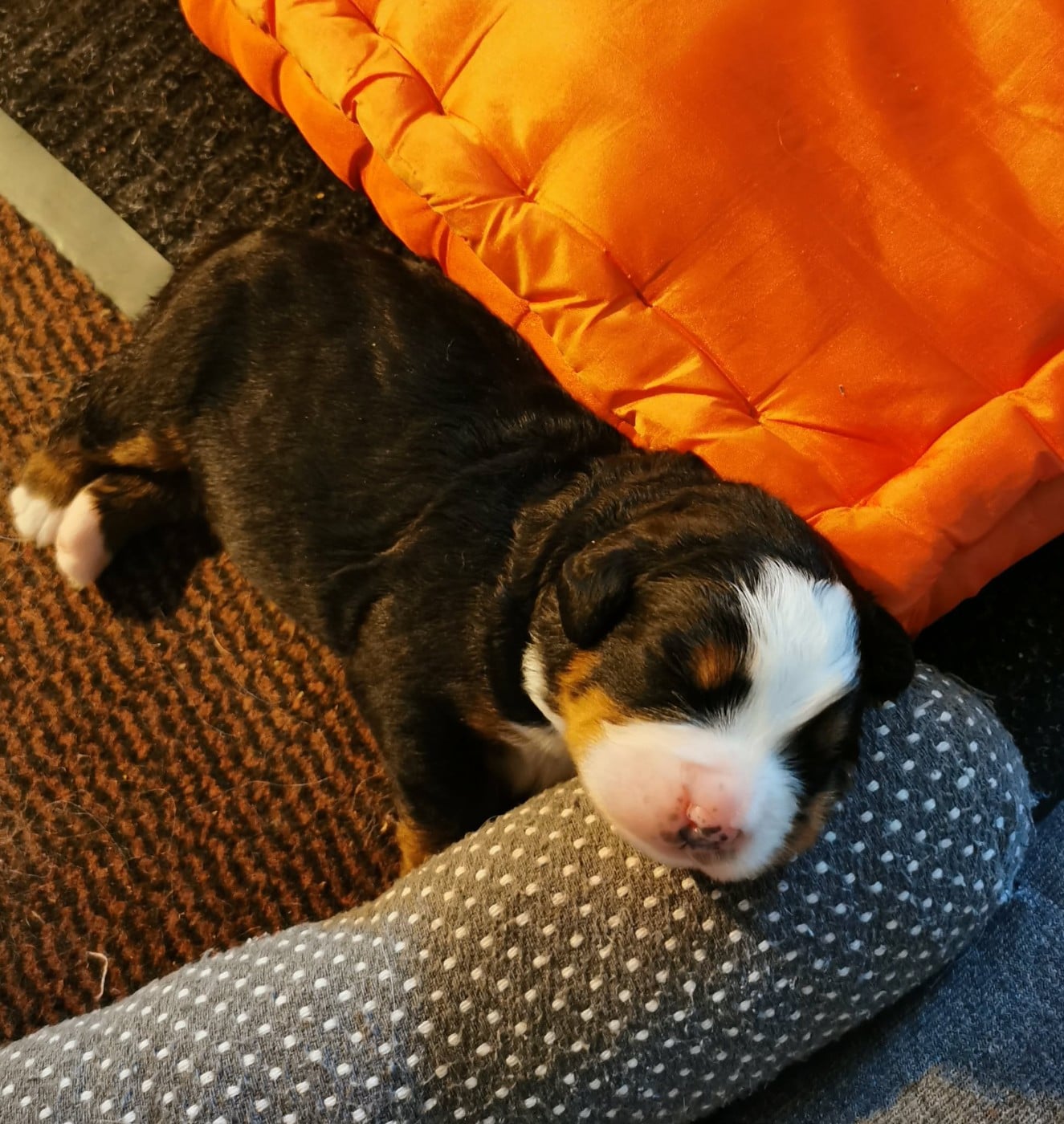 Publication : de Belle de Fontenelle