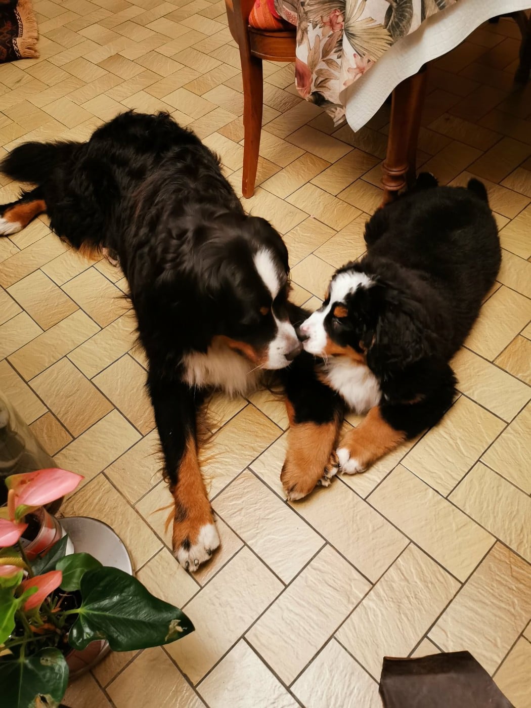 Publication : de Belle de Fontenelle