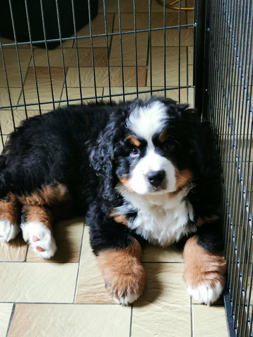 Publication : de Belle de Fontenelle