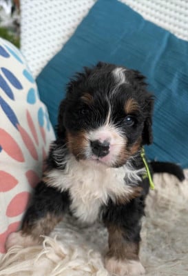 Les chiots de Bouvier Bernois