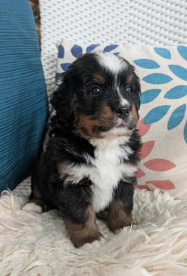 Les chiots de Bouvier Bernois