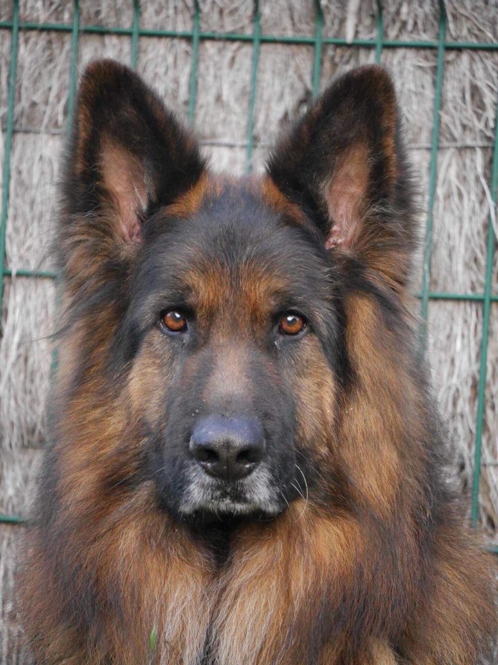 Accueil Elevage canin du Savage Garden eleveur de chiens Berger