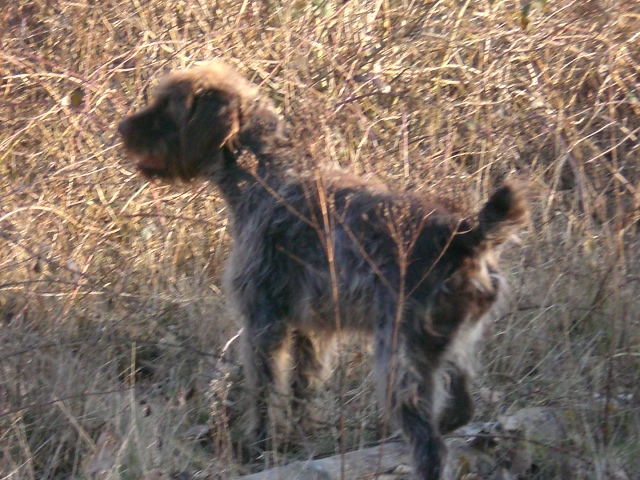 Publication : du domaine des souches Auteur : Martine Petat,sa maitresse