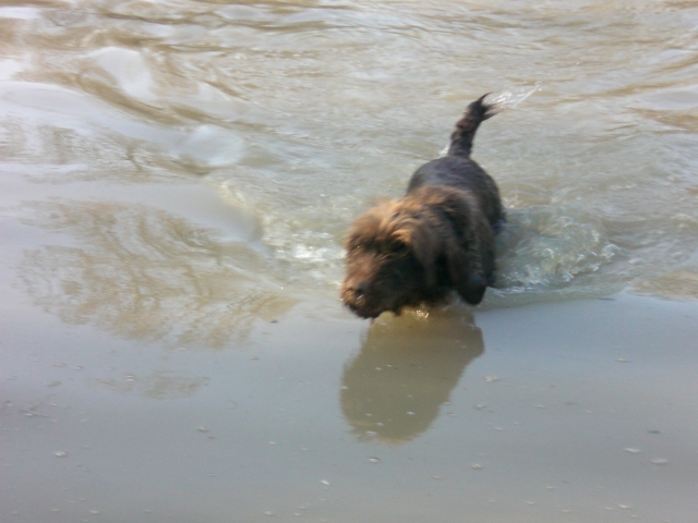 Publication : du domaine des souches Auteur : Martine Petat,sa maitresse