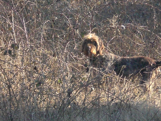 Publication : du domaine des souches Auteur : Martine Petat,sa maitresse