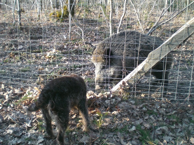 Publication : du domaine des souches Auteur : Martine Petat,sa maitresse