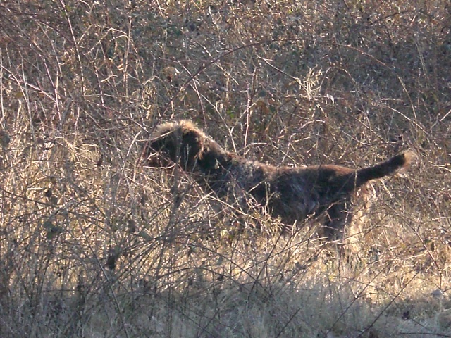 Publication : du domaine des souches Auteur : Martine Petat,sa maitresse