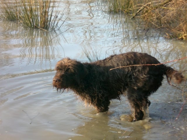 Publication : du domaine des souches Auteur : Martine Petat,sa maitresse