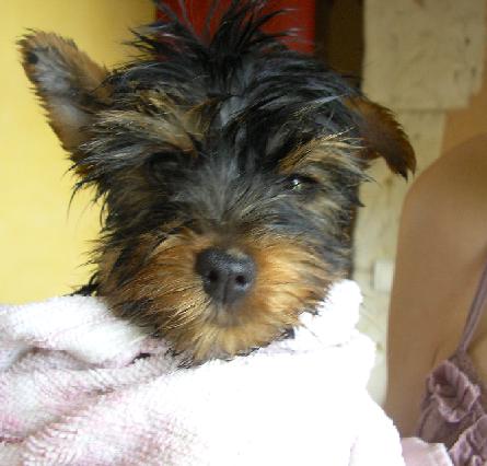 Publication : (Sans Affixe) Auteur : estelle