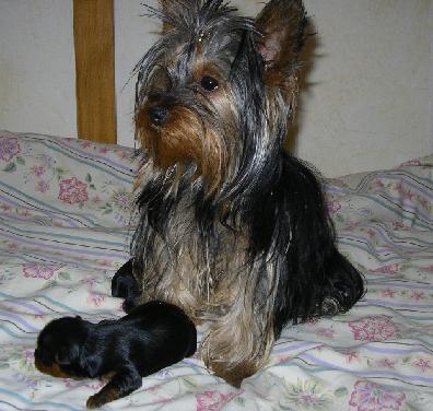 Publication : (Sans Affixe) Auteur : estelle