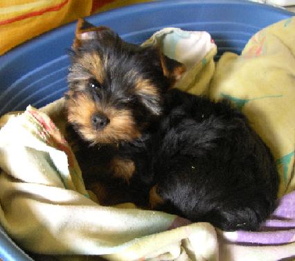 Publication : (Sans Affixe) Auteur : estelle