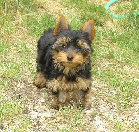 Publication : (Sans Affixe) Auteur : estelle