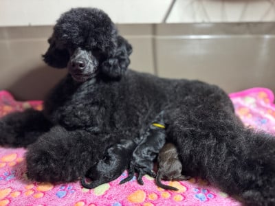 Les chiots de Caniche