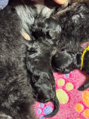 Les chiots de Caniche