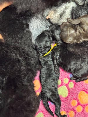 Les chiots de Caniche