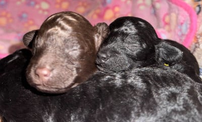 Les chiots de Caniche