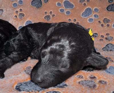 Les chiots de Caniche