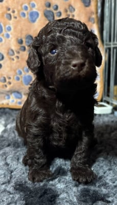 Les chiots de Caniche