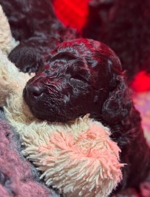 Les chiots de Caniche