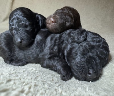 Les chiots de Caniche