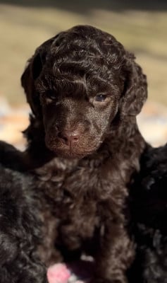 Les chiots de Caniche