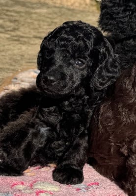 Les chiots de Caniche