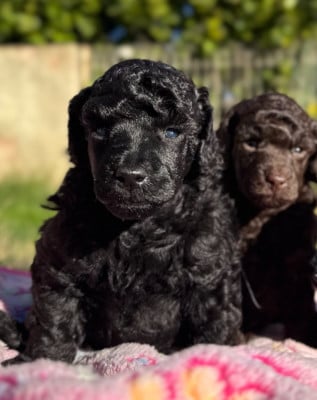 Les chiots de Caniche