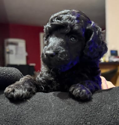 Les chiots de Caniche