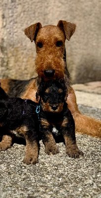 Les chiots de Airedale Terrier